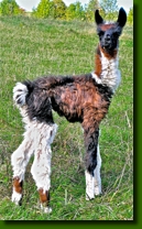 LamasDonJuanCrias001