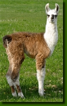 LamasDonJuanCrias006