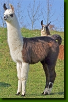 LamasDonJuanCrias009