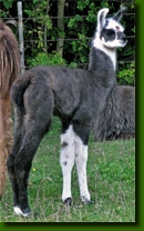 LamasDonJuanCrias008