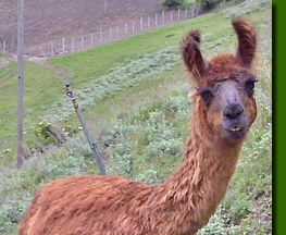 LamastutenJosefine01