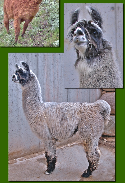 LamastutenJosefine01