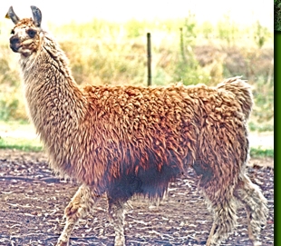 LamastutenTiwanakuma02