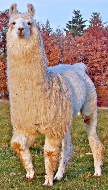 LamastutenFrancesca06