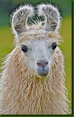 LamashengsteDebbieP01