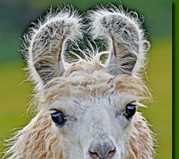 LamashengsteDebbie01