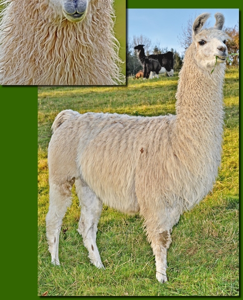 LamashengsteDebbie01