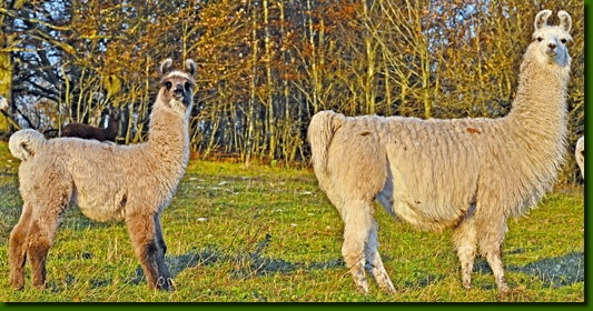 LamashengsteDebbie02