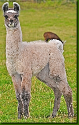 LamashengsteDebbieC01