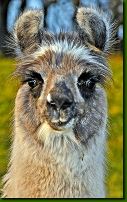 LamashengsteDebbieC02