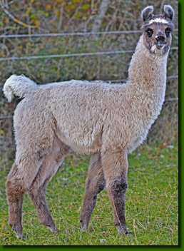 LamashengsteDebbieC03