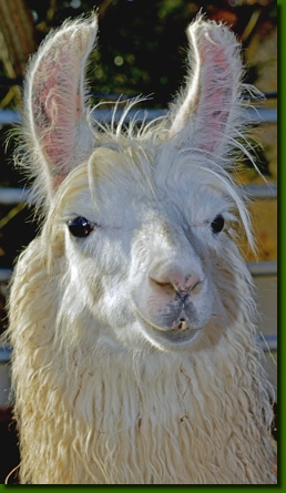 LamastuteArabellaP01