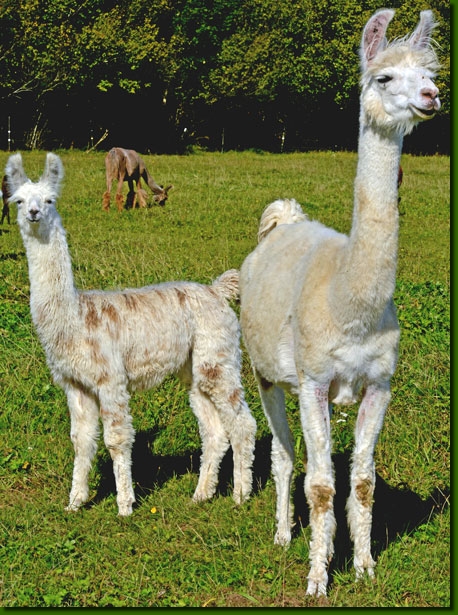 LamastuteArabellaC01