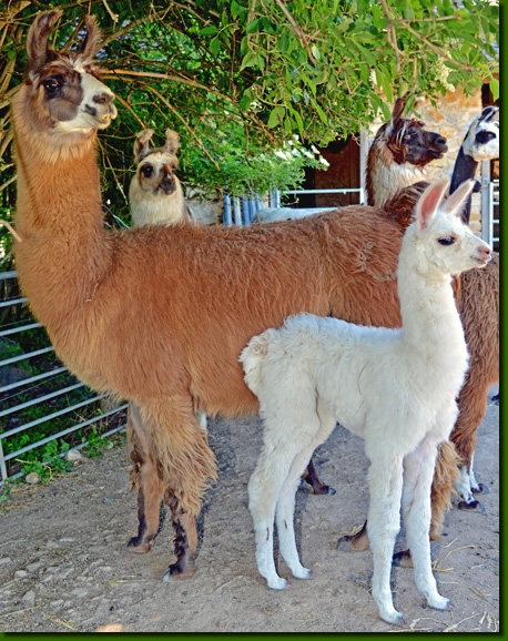 LamastuteArabellaM01