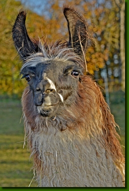 LamastutenAdvaitaP03