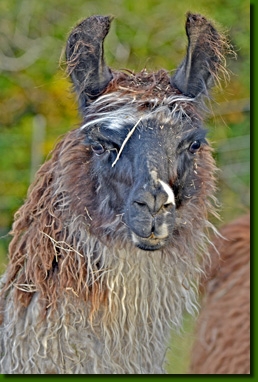 LamastutenAdvaitaP02