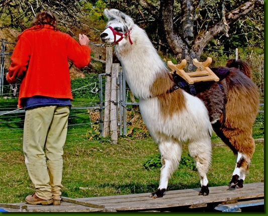 LamastutenAiquinaTraining