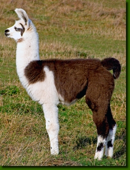 LamastutenAiquina001