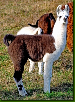 LamastutenAiquina002