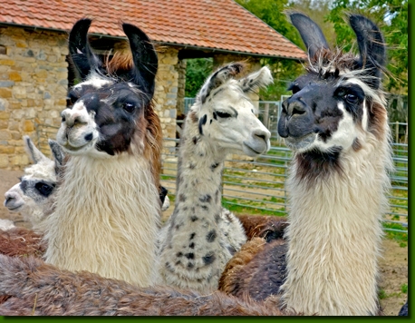 LamastutenAishinaP00