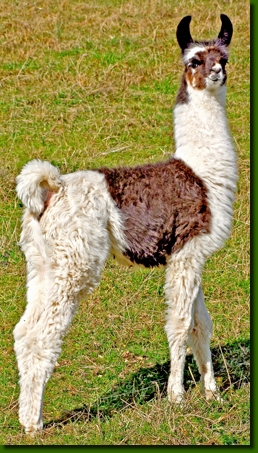 LamastutenAishina001