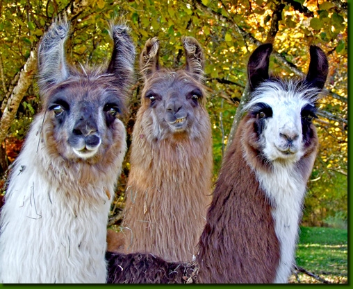 LamastutenAishinaP000