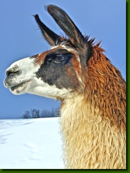 LamastutenAndastraP1