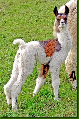 LamastutenAndastra000