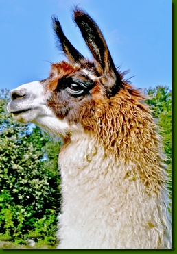 LamastutenAndastraP3