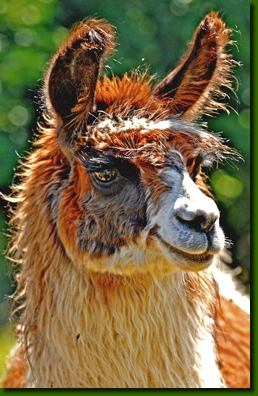 LamastutenAndastra00