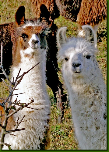 LamastutenAndastra001