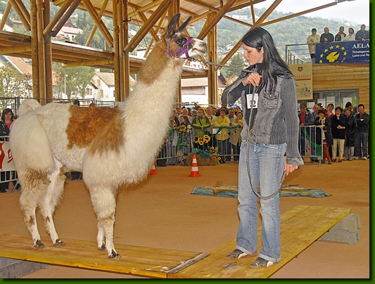 LamastutenAndastra02