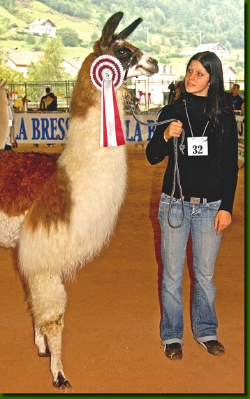 LamastutenAndastra04