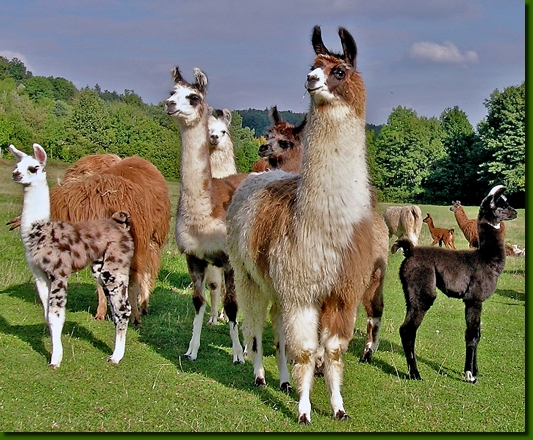 LamastutenAndastraCo