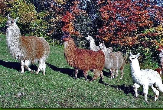 LamastutenArgentinien