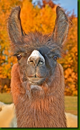 LamastutenBaccaraP03