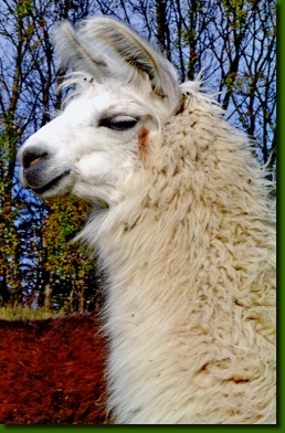 LamastutenBarbarellaP1