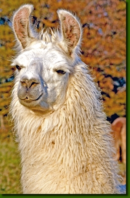 LamastutenBarbarelleP1