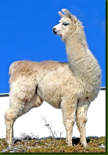 LamastutenBarbarella00