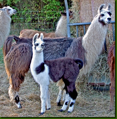 LamastutenBarbaraAiquina