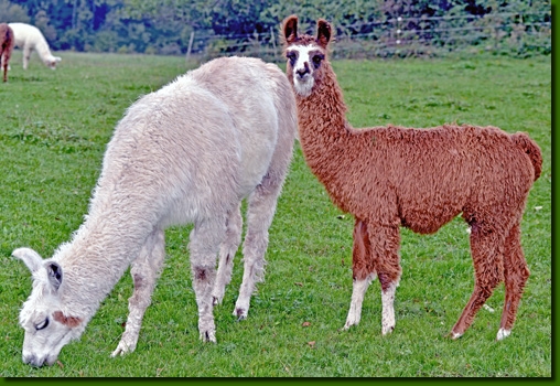 LamastutenBarbarella01