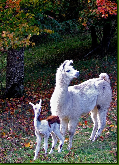 LamastutenBarbarellaHerbs