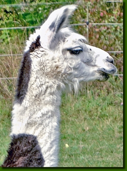 LamastutenBellindaP1