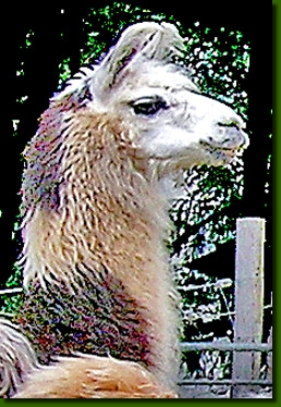 LamastutenBellindaP2