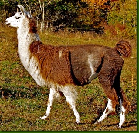 LamastutenBellinda01