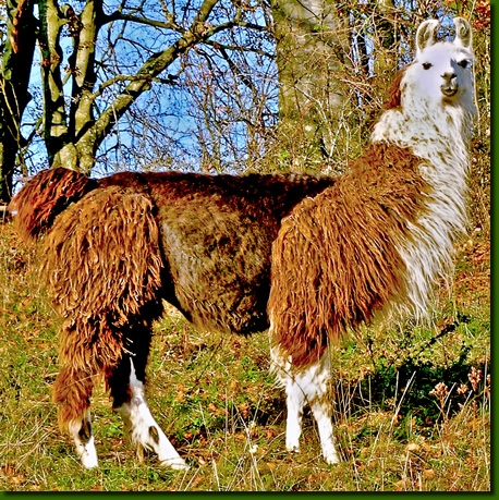 LamastutenBellinda04