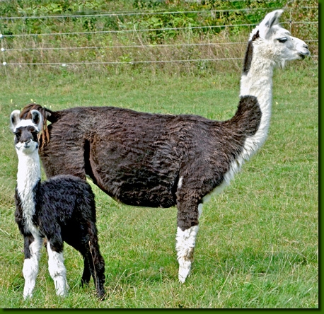 LamastutenBellinda03