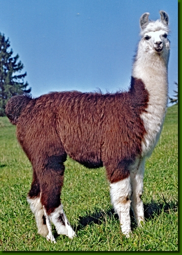 LamastutenBellinda00