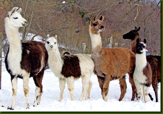 LamastutenBellindaIsabell