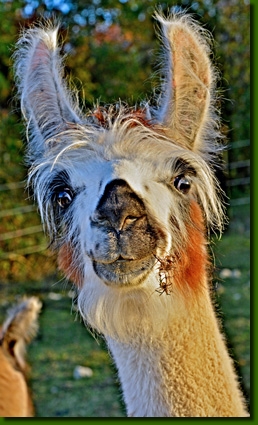 LamastutenBereniceP02